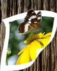 ЛЕТО - Бабочки открытки и картинки