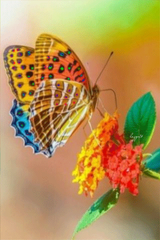 Яркая бабочка~Анимационные блестящие открытки GIF