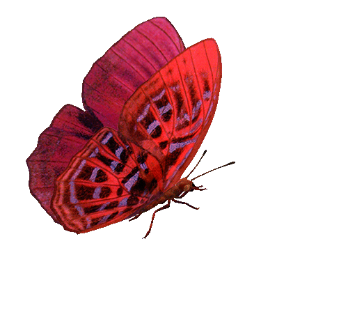 Бабочка~Анимационные блестящие открытки GIF
