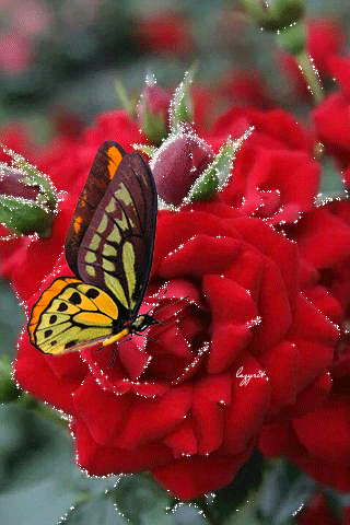 Бабочка на розе~Анимационные блестящие открытки GIF