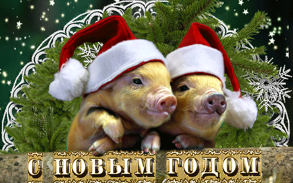 Гиф открытка с Новым годом Свиньи~Анимационные блестящие открытки GIF