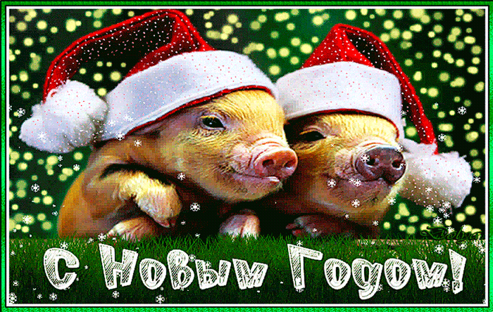 Скачать картинки с Новым Годом свиньи~Анимационные блестящие открытки GIF