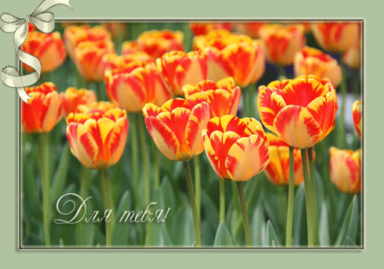 Тюльпаны для тебя~Анимационные блестящие открытки GIF