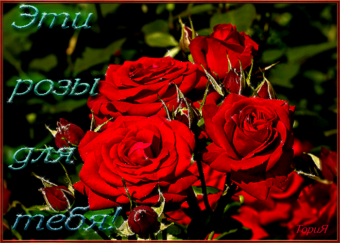 Розы для тебя~Анимационные блестящие открытки GIF