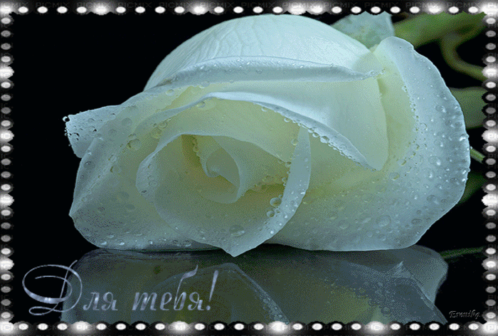 Красивая роза для тебя~Анимационные блестящие открытки GIF