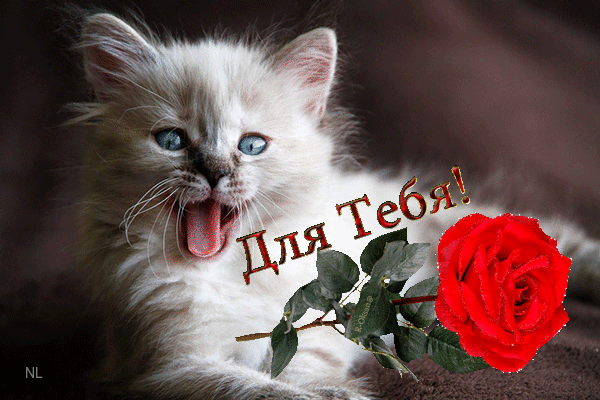 Красивая розочка от котенка Для тебя~Анимационные блестящие открытки GIF