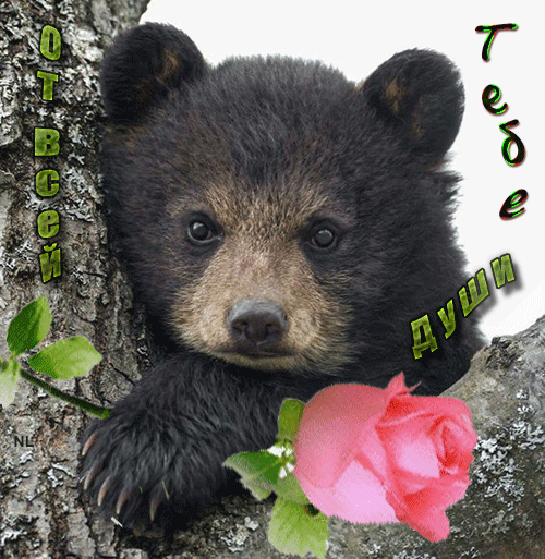 Розочка от медвежонка~Анимационные блестящие открытки GIF