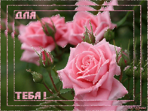 Для тебя розовые розы~Анимационные блестящие открытки GIF