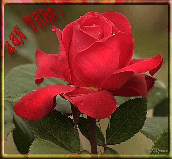 Красная  роза~Анимационные блестящие открытки GIF