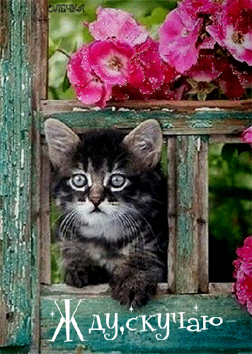 Гифка котенок скучает~Анимационные блестящие открытки GIF