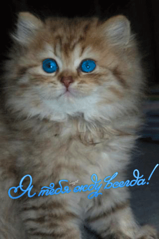 Скучающий котенок анимация~Анимационные блестящие открытки GIF