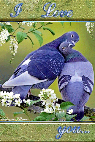 Влюбленные голуби~Анимационные блестящие открытки GIF