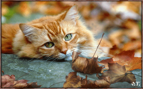 Рыжий кот осенний~Анимационные блестящие открытки GIF