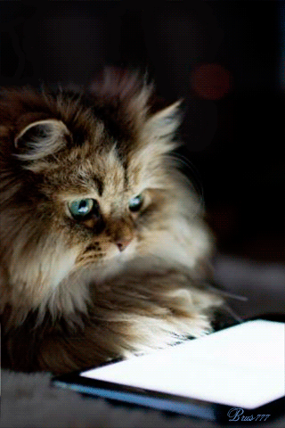 Учёный кот~Анимационные блестящие открытки GIF