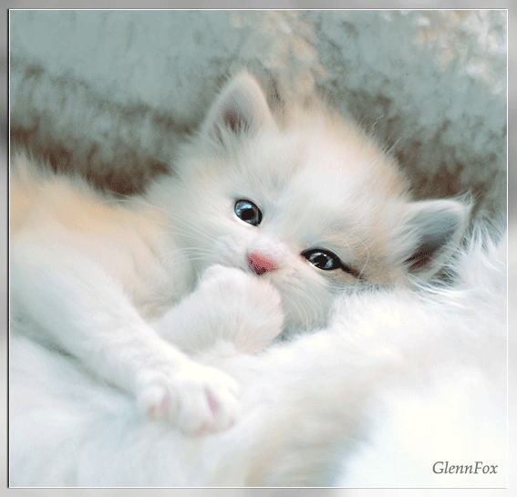 белая кошечка~Анимационные блестящие открытки GIF