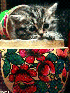 Котёнок-матрешка~Анимационные блестящие открытки GIF