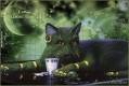 Гламурная кошка - Кошки открытки и картинки
