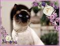 Сиамская кошка - Кошки открытки и картинки