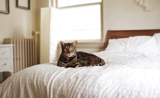 Кошка лежит на кровати~Анимационные блестящие открытки GIF