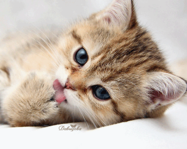 Хорошенький котик..!!!!~Анимационные блестящие открытки GIF
