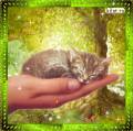 котенок на ладони - Кошки открытки и картинки