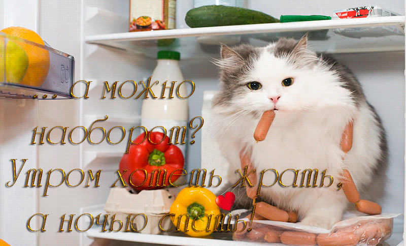 Кот в холодильнике - Кошки открытки и картинки
