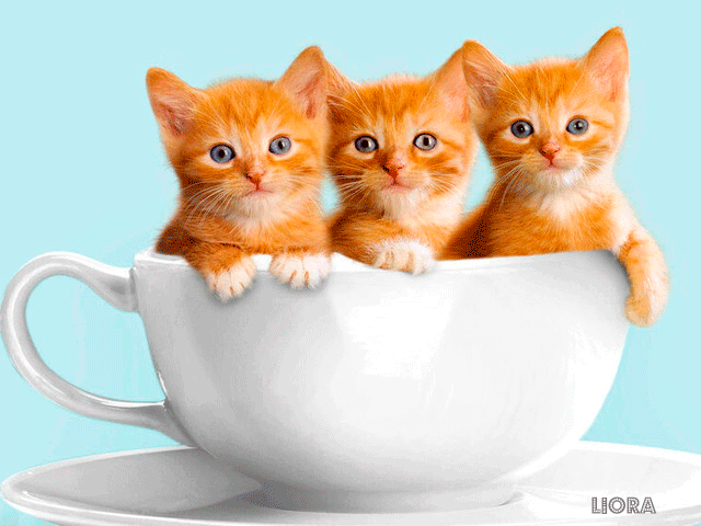 Рыжие котята в чашке~Анимационные блестящие открытки GIF