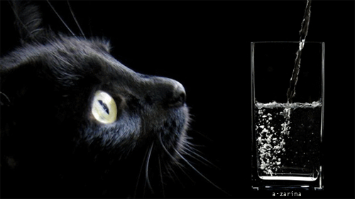Чёрный котёнок~Анимационные блестящие открытки GIF