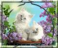 Белые котята - Кошки открытки и картинки