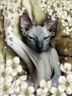 Сфинкс кошка - Кошки открытки и картинки