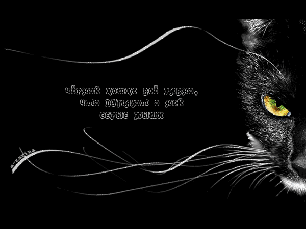 Чёрная кошка~Анимационные блестящие открытки GIF