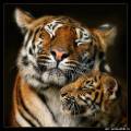 тигры - Кошки открытки и картинки