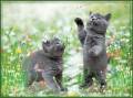 Британские котята - Кошки открытки и картинки