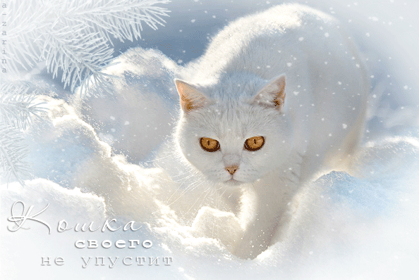 Белоснежная кошка на снегу~Анимационные блестящие открытки GIF