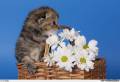 котенок с ромашками - Кошки открытки и картинки