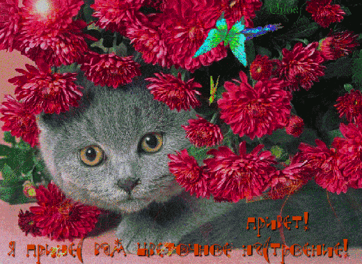 Кошечка - хаврошечка среди цветов и бабочек~Анимационные блестящие открытки GIF