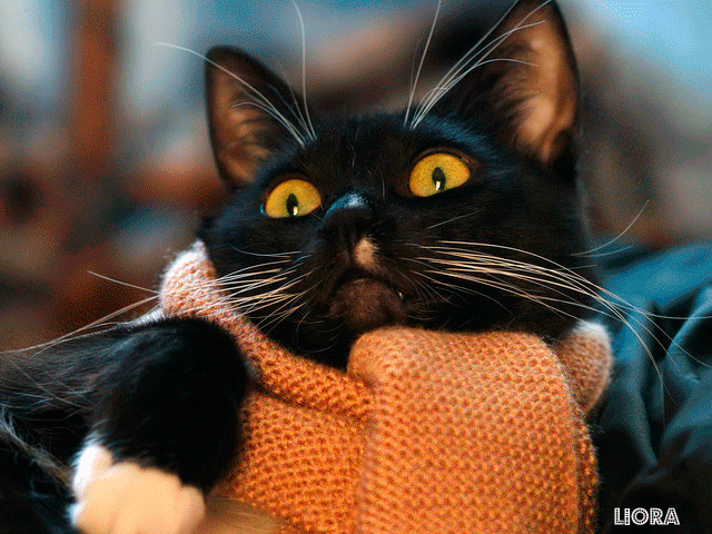 Чёрный котик с шарфом~Анимационные блестящие открытки GIF