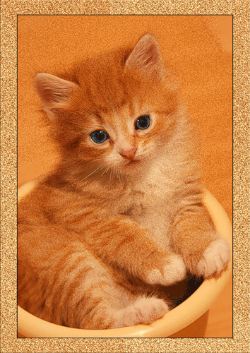 Рыжий котенок~Анимационные блестящие открытки GIF