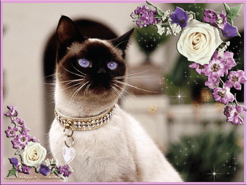 Сиамская кошка~Анимационные блестящие открытки GIF
