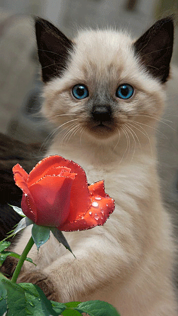 Котенок с розой~Анимационные блестящие открытки GIF