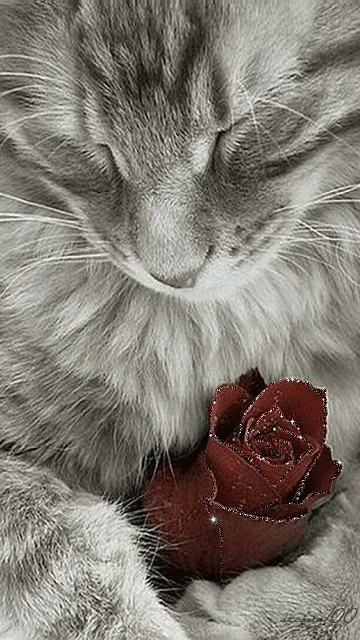 Киска с розой~Анимационные блестящие открытки GIF