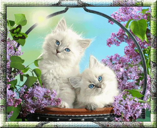 Белые котята~Анимационные блестящие открытки GIF