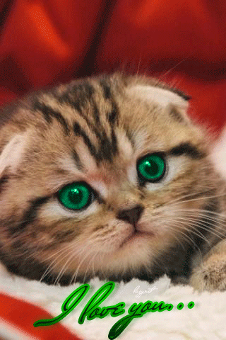 Зеленоглазый котёнок~Анимационные блестящие открытки GIF