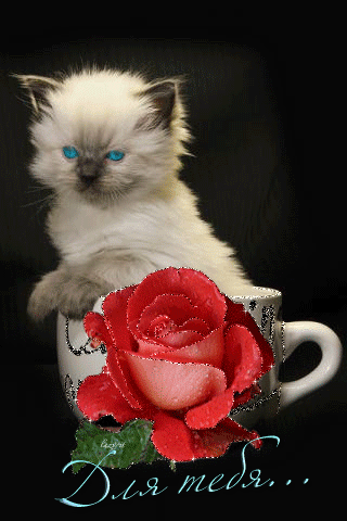 Котенок с розочкой для тебя~Анимационные блестящие открытки GIF