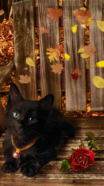 Котенок с розой под листопадом~Анимационные блестящие открытки GIF