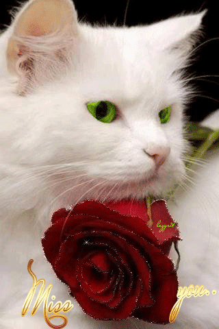 Белый кот с розой~Анимационные блестящие открытки GIF