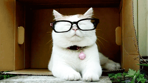 Кот в очках~Анимационные блестящие открытки GIF