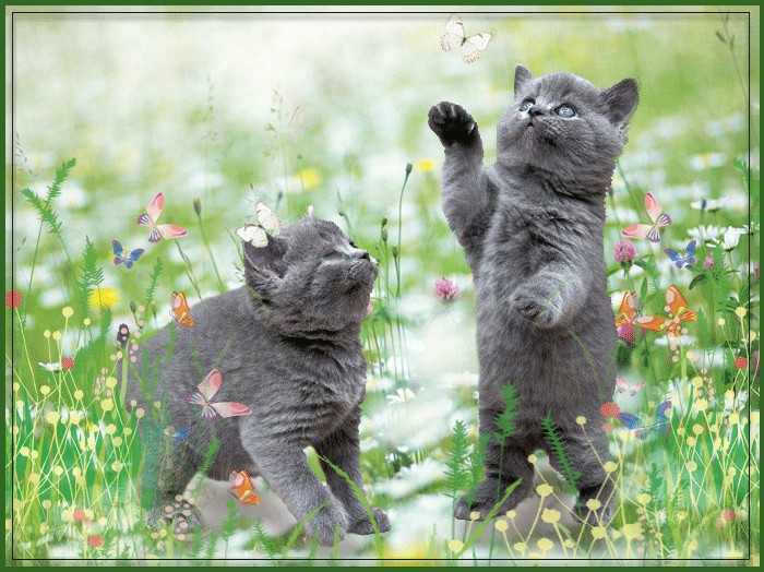 кошки~Анимационные блестящие открытки GIF