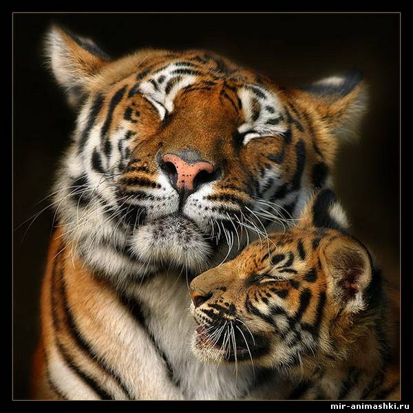 тигры~Анимационные блестящие открытки GIF