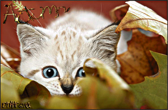 Сентябрьский кот~Анимационные блестящие открытки GIF